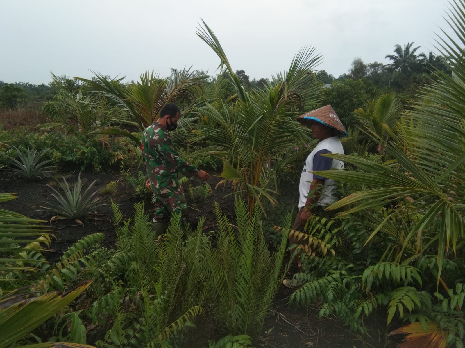 Kopda Andri Waluyo Dampingi Petani Nenas dan Berikan Himbauan Cegah Karhutla