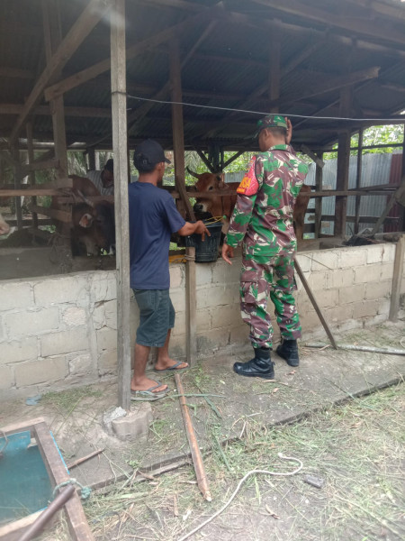 Sertu Afnal Jelaskan Ciri-ciri Hewan Yang Terkena PMK