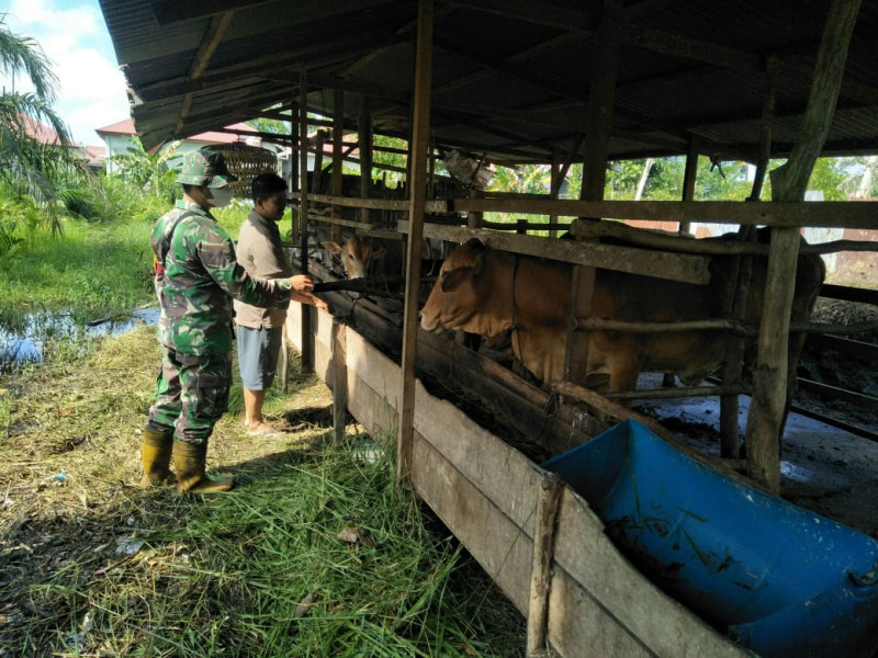Sertu Boby Rahman Laksanakan Patroli dan Sosialisasi Cegah PMK