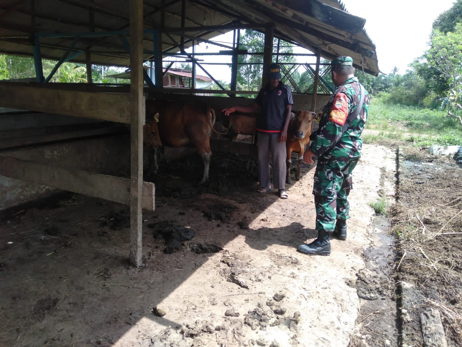 Akhir Tahun, Serka Fahrizal Purba Cek Kesehatan Hewan Ternak