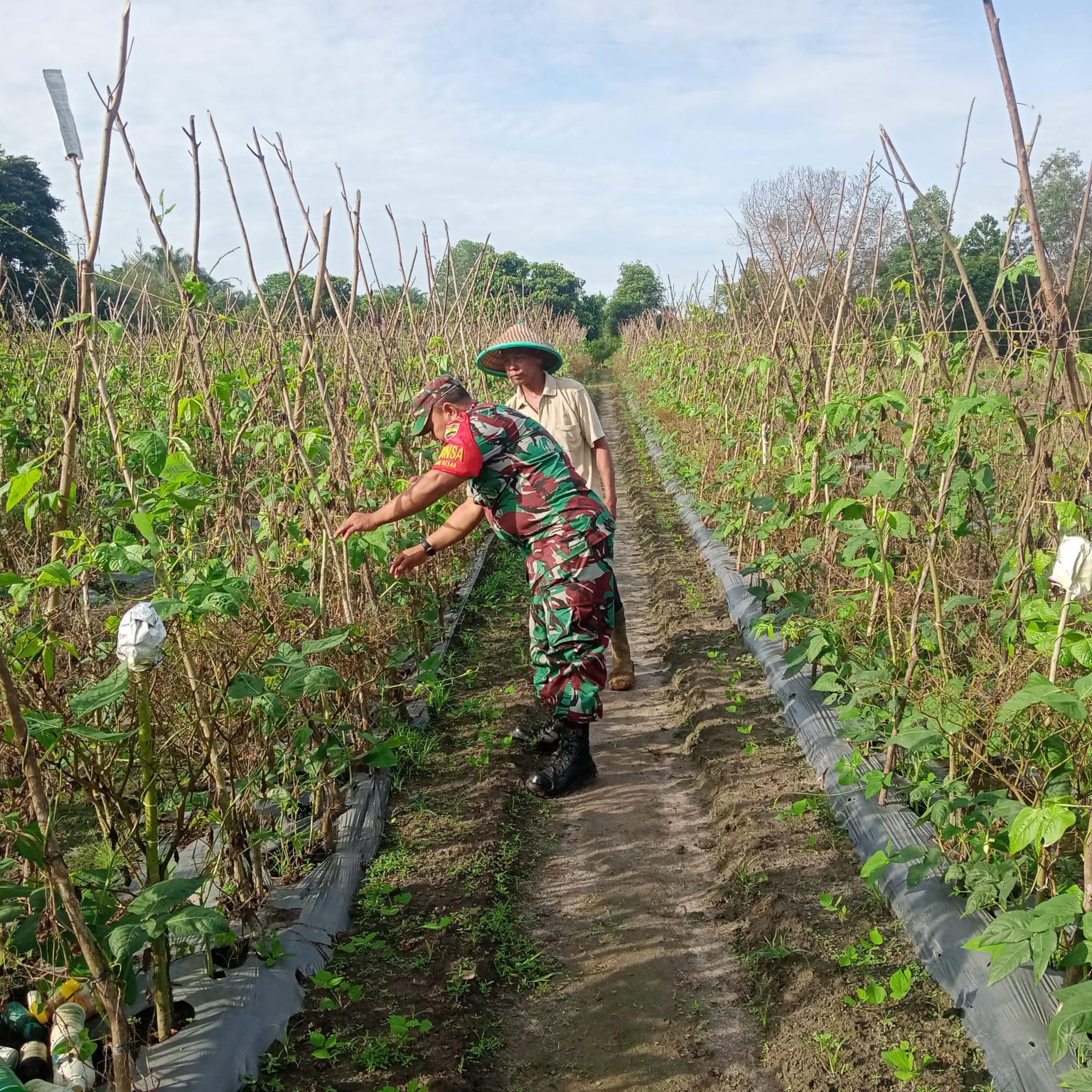 Sertu Sareh Dampingi Petani Tumpang Sari