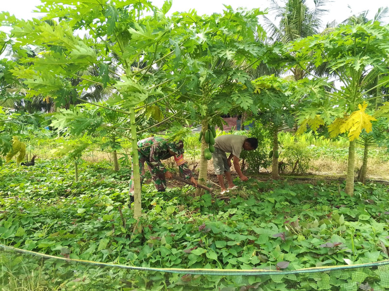 Sertu Nono S. Dari Koramil-01/Dumai Bantu Petani di RT 05 Tingkatkan Produktivitas