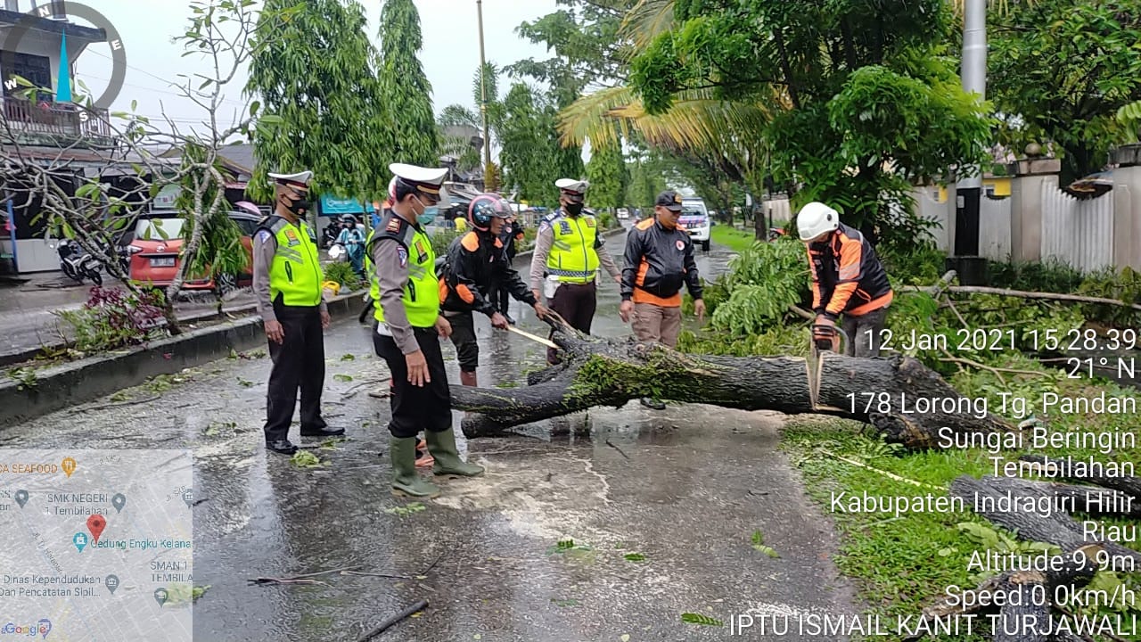 Hujan Seharian, Pohon Besar di Tembilahan Tumbang ke Badan Jalan