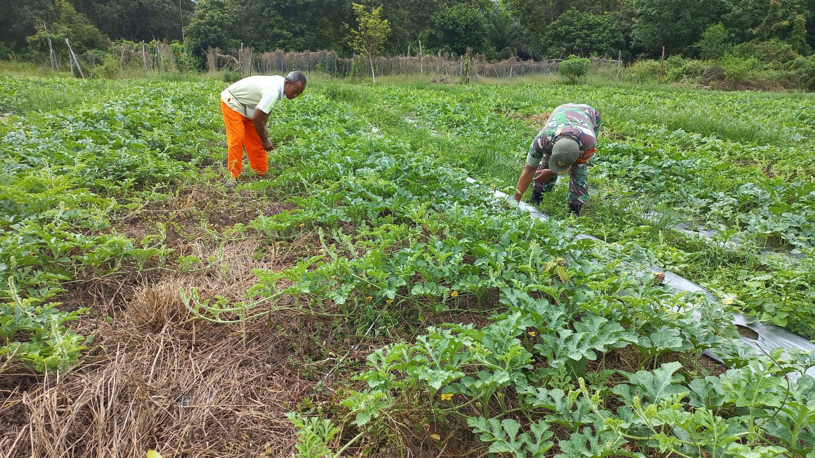 Melalui Babinsanya, Koramil 02 Melaksanakan Pendampingan Karya Nyata