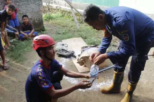 Kenapa Ular Kobra Banyak Ditemukan Saat Musim Hujan?