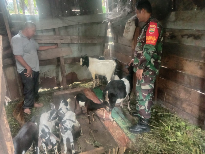 Serda SMP Sinaga Melaksanakan Pengecekan Hewan Ternak