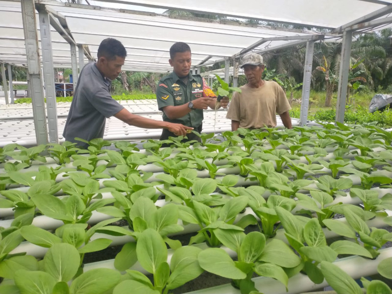 Penanaman Sayur Hidroponik Turut Didampingi Serda Bambang Irwanto