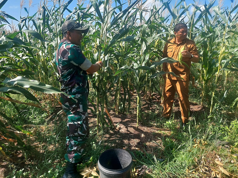 Dandim 0320/Dumai Hadiri Kegiatan Panen Raya
