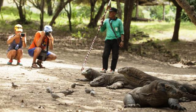 Larangan Bagi Pengunjung Taman Nasional Komodo Untuk Memberi Makan Satwa