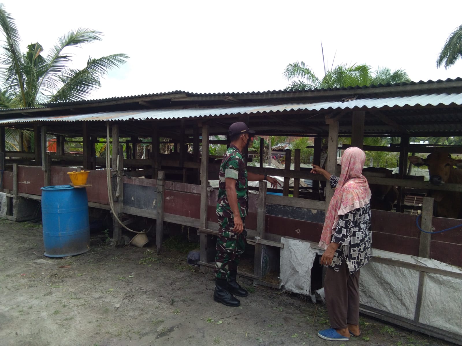 Babinsa Gurun Panjang Laksanakan Pendampingan Kepada Peternak Sapi