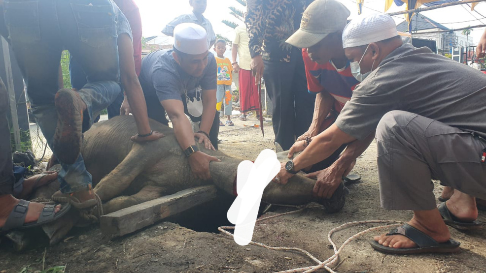 PWI Inhil Gelar Ibadah Kurban 1 Ekor Kerbau dan 2 Ekor Kambing