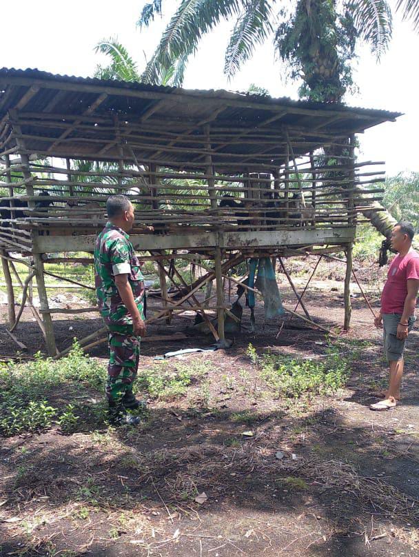 Pendampingan dan Pemantauan Wilayah Cegah PMK Oleh Sertu Misriyadi
