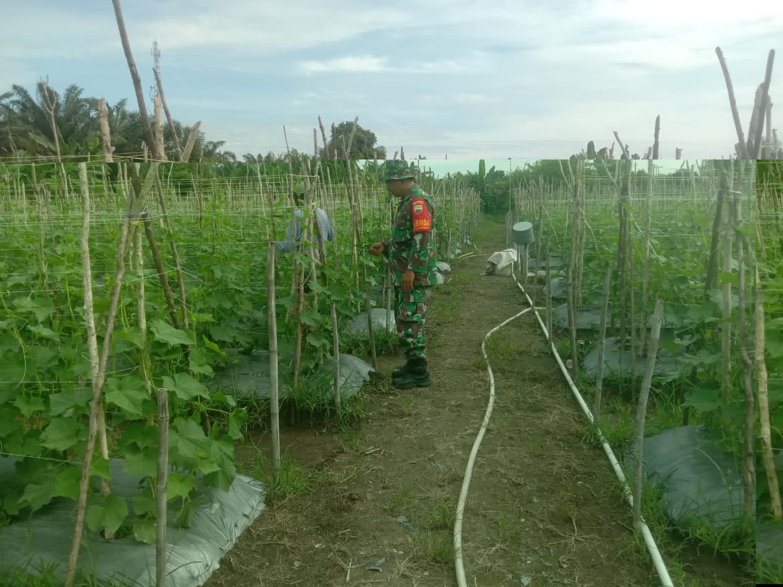 Serda Cerza Katno Dampingi Petani Jalan Dualim