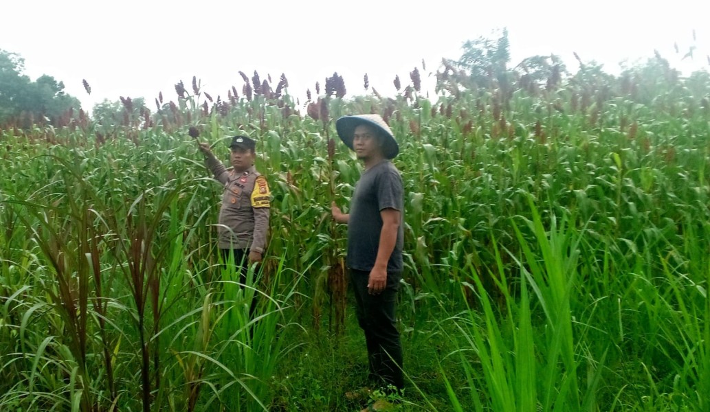 Kapolsek Dumai Barat Dukung Ketahanan Pangan, Bhabinkamtibmas Pantau Tanaman Sorgum di Mekar Sari