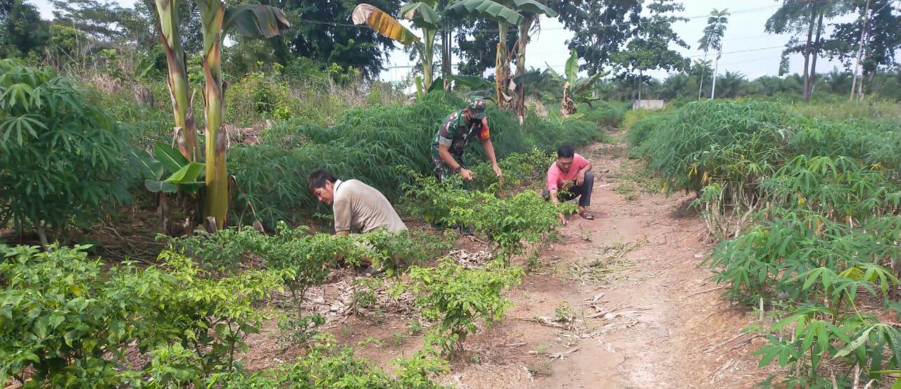 Sertu Arjuna Endar Dampingi Petani Singkong dan Cabai