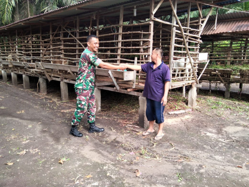 Babinsa Kelurahan Bagan Keladi Sosialisasikan Pencegahan Penyakit Mulut dan Kuku di Peternakan Warga