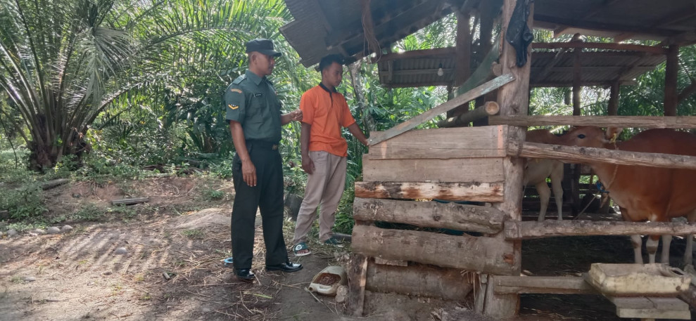 Jaga Perekenomian Peternak, Serda Edi Saputra Melaksanakan Giat Cegah PMK
