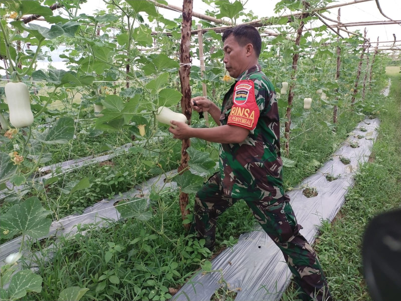 Hasil Pendampingan Serka Khorianto Terhadap Labu Madu