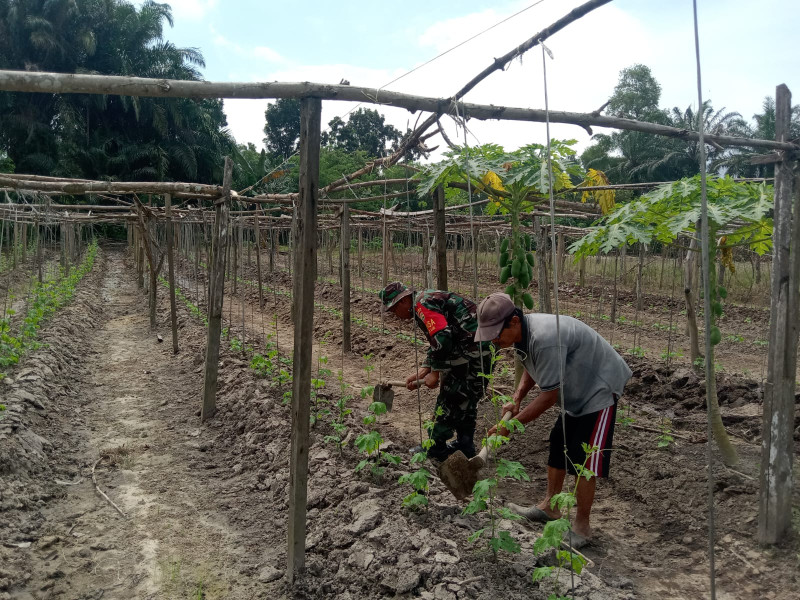 Serka Suandi Dampingi Petani Pare di Wilayah Binaannya