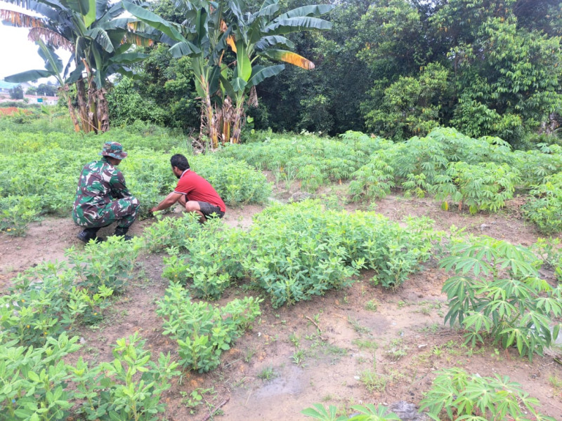 Edukasi Penanaman Kacang Tanah Dilaksanakan Oleh Serda Andri Widodo