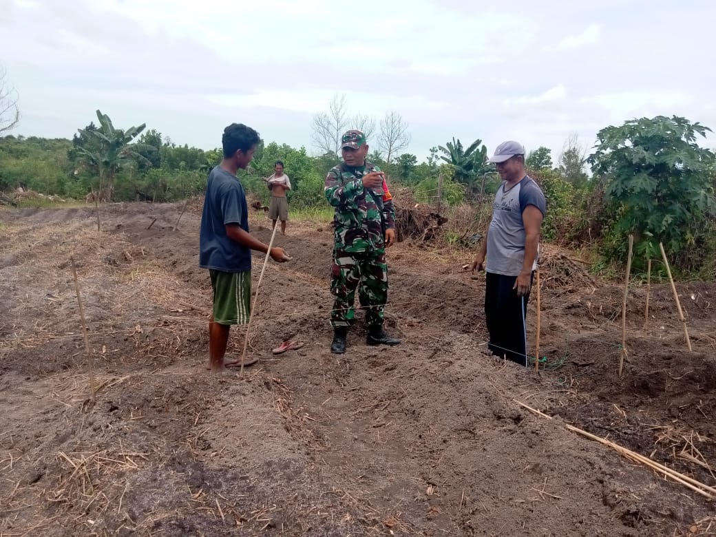 Saat Pendampingan, Serka Fahrizal Purba Ingatkan Ini ke Petani Cabe