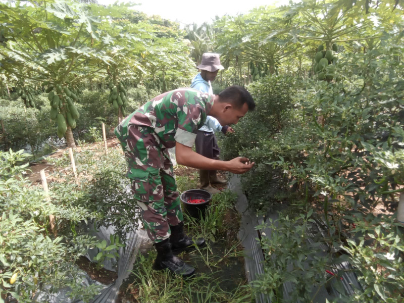 Ingin Meningkatkan Produktivitas Tanaman Cabe dan Pepaya, Serka Tomy Mike Lakukan Pendampingan