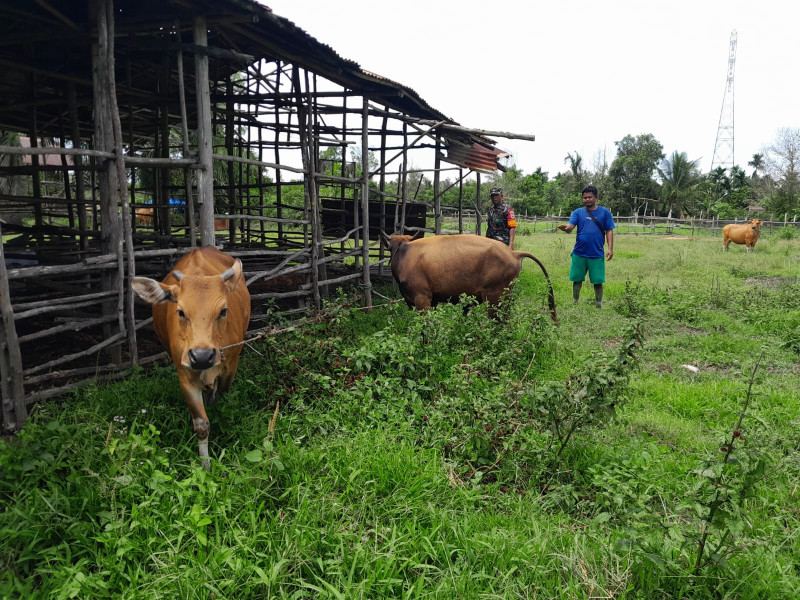 Sertu Aslim Lubis Pantau Hewan Ternak di Wilayah Binaannya