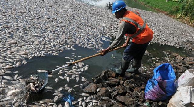 Ribuan Ikan di Sungai Tiu Kuansing Mati, Diduga Karena Limbah Pabrik