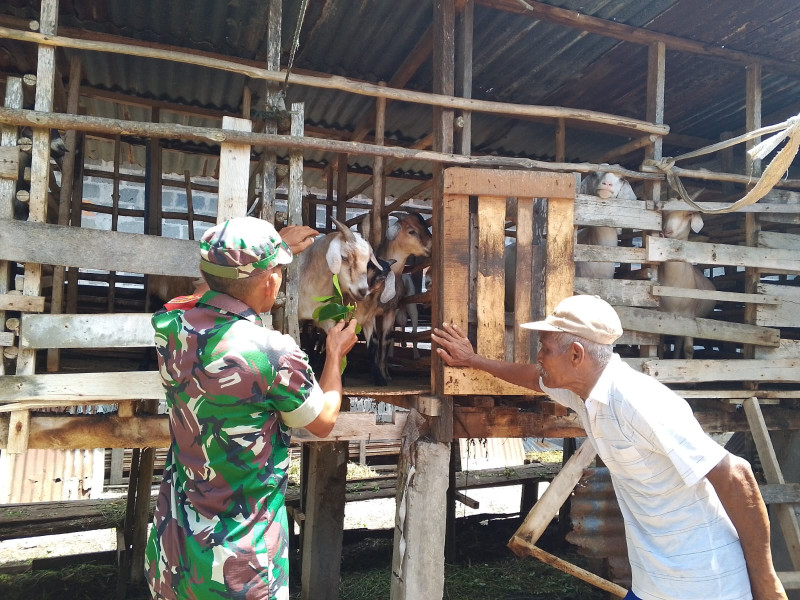 Babinsa Kodim 0320/Dumai Dampingi Peternak Kambing dan Sosialisasikan Pencegahan PMK