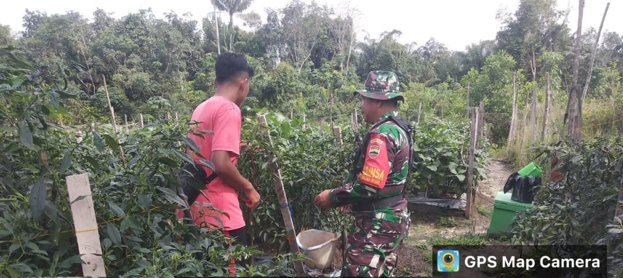 Bantu Petani, Serma Zul Efendi Laksanakan Pendampingan