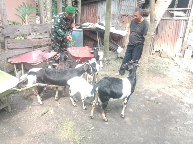 Babinsa Koramil-01 Dumai Dampingi Peternak Kambing di Buluh Kasap