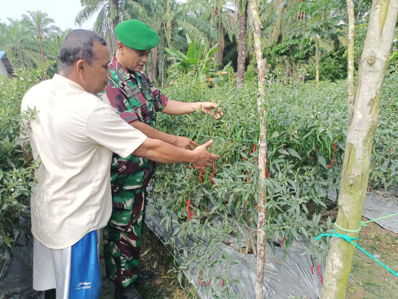 Babinsa Koramil 03 Dampingi Warga dalam Penanaman Cabai