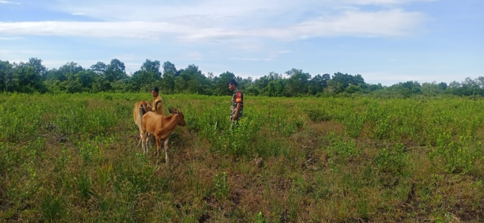 Serda CJ Silalahi Terus Melaksanakan Giat Cegah PMK