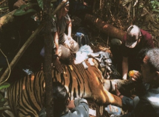 Harimau Sumatera Terjebak Jerat Babi