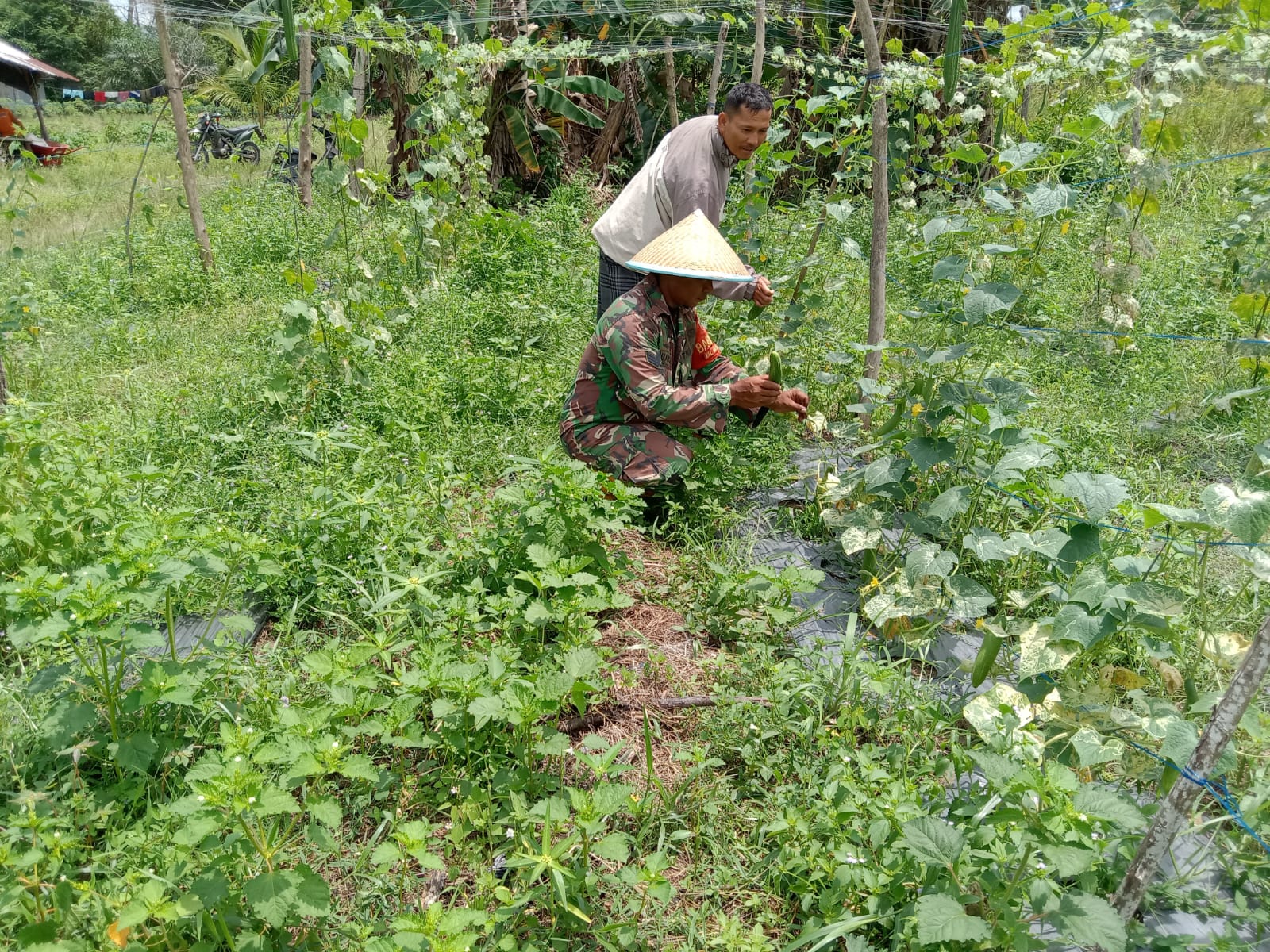 Serka Suandi Dampingi Petani Gambas dan Timun