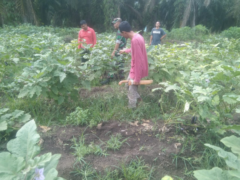 Babinsa Koramil 03 Terjun Langsung, Beri Pelatihan dan Motivasi Petani Binaan