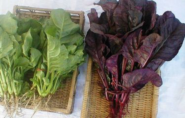 3 Cara Masak Bayam Merah agar Nutrisinya Tetap Maksimal