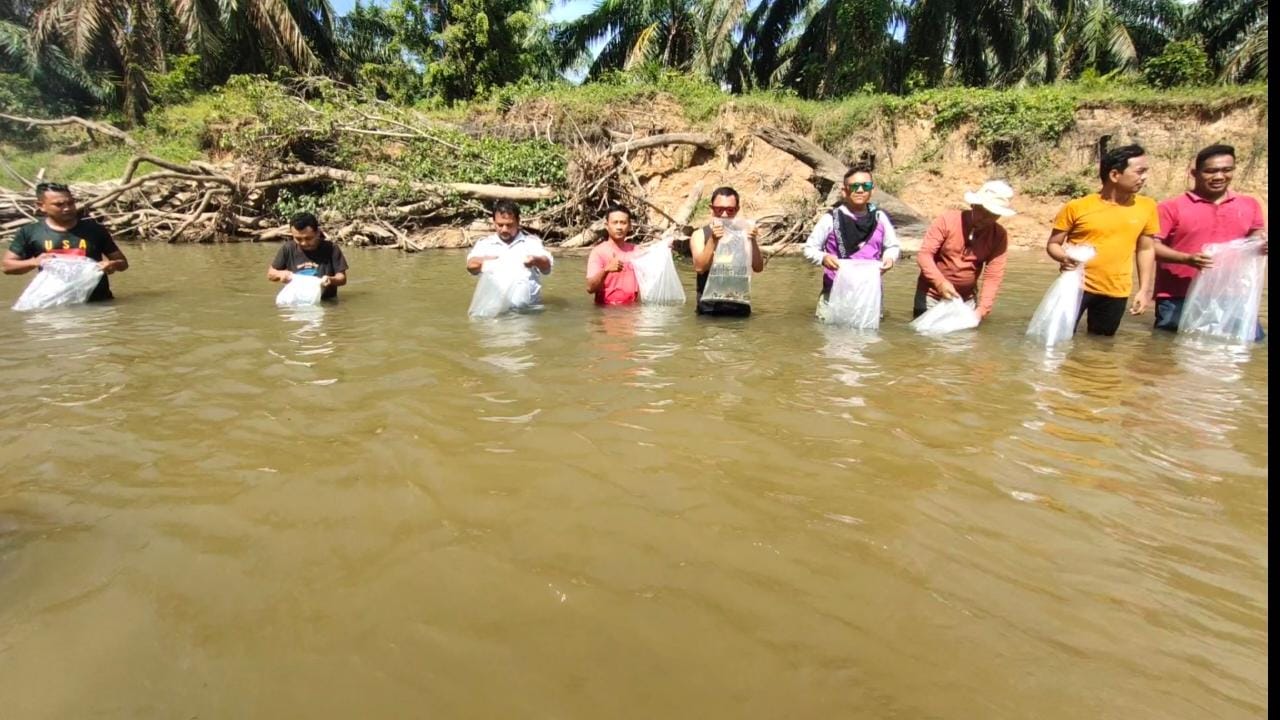 Pagar Nagoghi Tabur 10 Ribu Bibit Ikan di Sungai Tapung Desa Kasikan