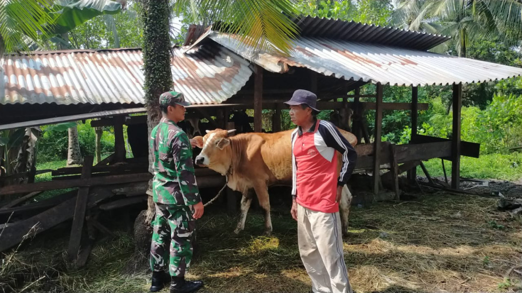 Pencegahan PMK, Serda Iwan Sahputra Berikan Edukasi dan Kunjungan ke Peternakan