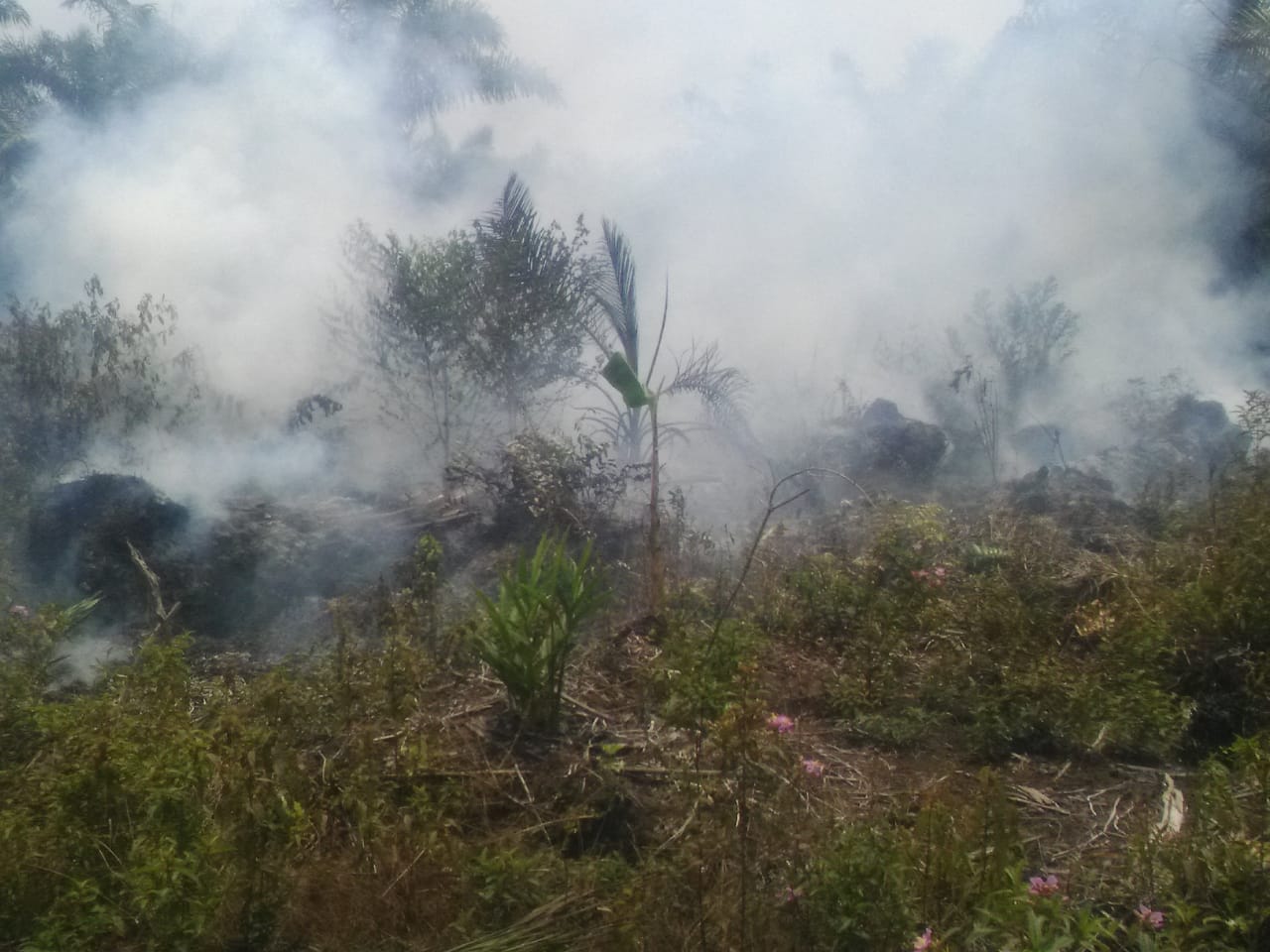 Kawasan Hutan Suaka Marga Satwa Kerumutan Mulai Dijalari Api, Asap Membumbung Tinggi