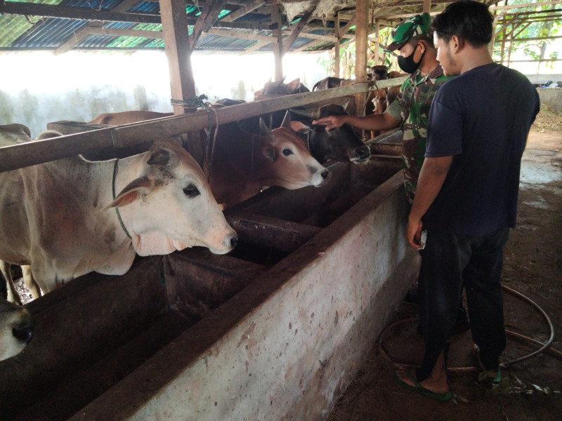 Sosialisasi dan Edukasi Rutin Pencegahan PMK Oleh Sertu Sugianto