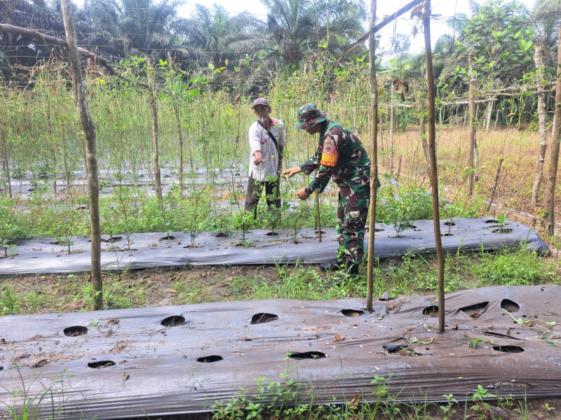 Serda Andri Widodo Laksanakan Bimbingan dan Pendampingan Kepada Petani Kacang Panjang