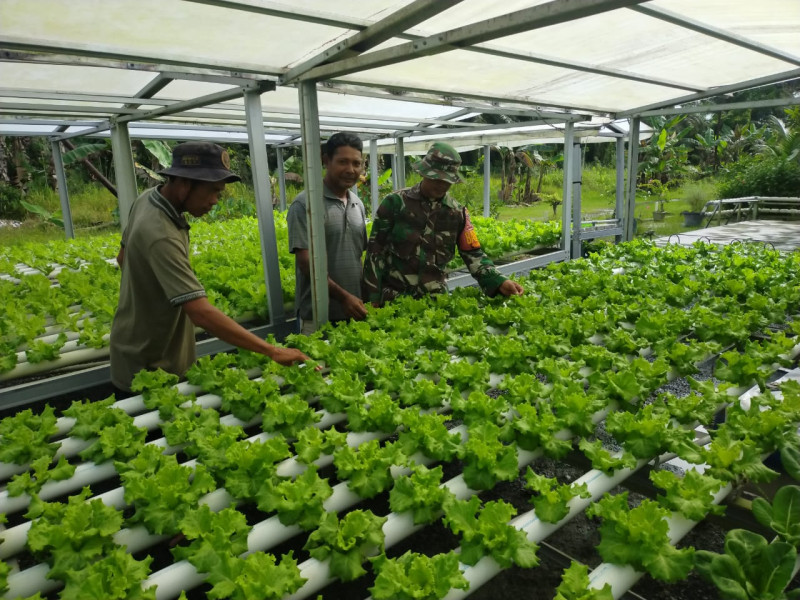 Penanaman Sayuran Dengan Cara Hidroponik Didampingi Oleh Serda Iwan Sahputra