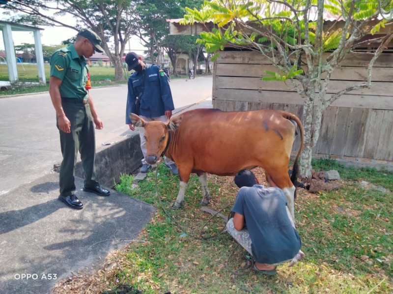 Giat Cegah PMK Oleh Babinsa Koramil 06 Merbau