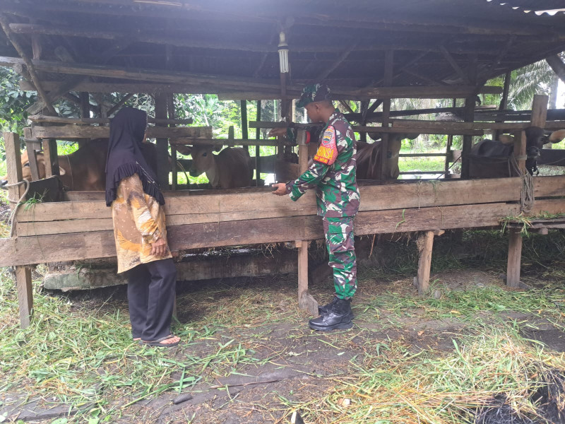 Semangat Babinsa Serda Andri Widodo Untuk Mencegah PMK