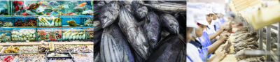 Seafood stakeholders call for a level playing field for Sustainability