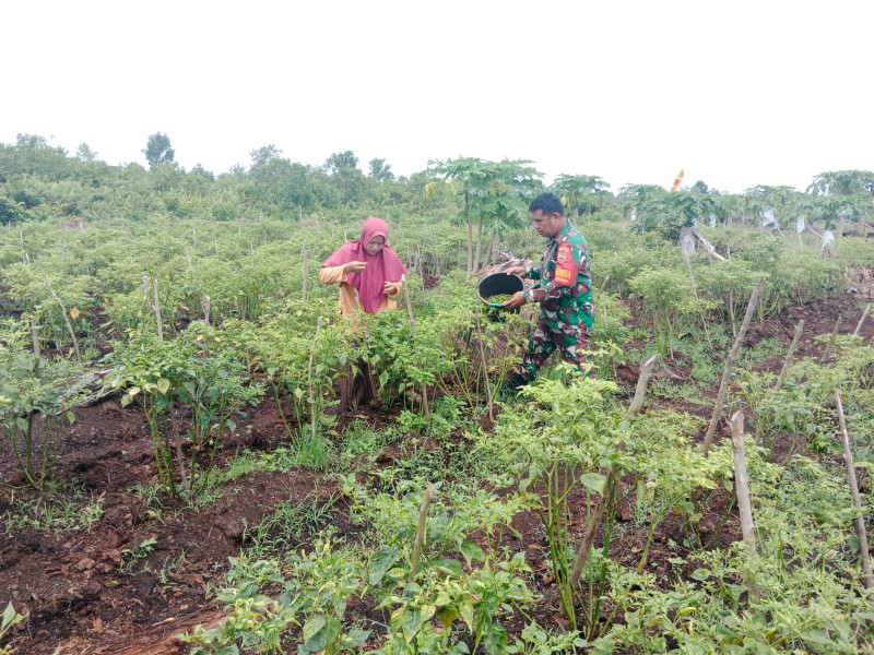 Atik, Dapatkan Bekal Pengetahuan Terkait Pemeliharaan Tanaman Cabe
