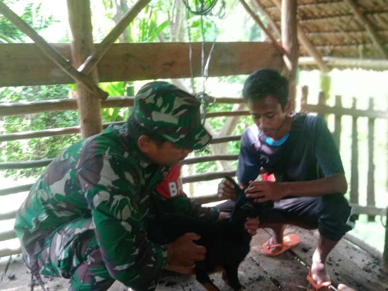 Giat Cegah Virus PMK Oleh Serda K Sinaga