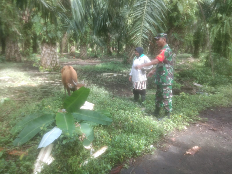 Mengurangi Resiko Terjadinya PMK, Sertu Ramli Berikan Sosialisasi