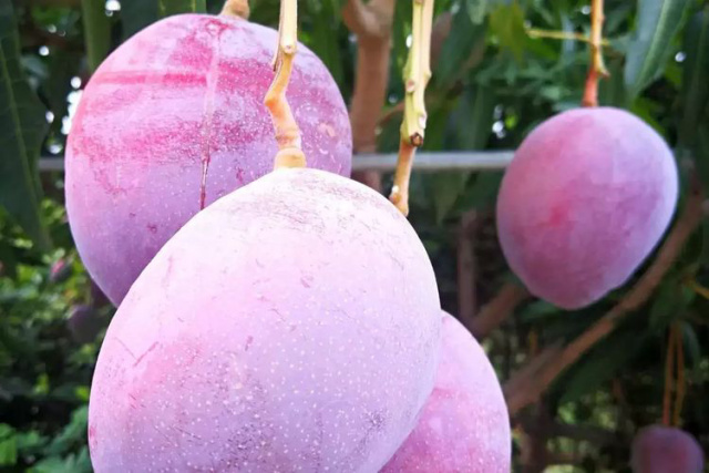 Mangga Termahal di Dunia, Tanaman Dijaga 4 Orang dan 6 Anjing